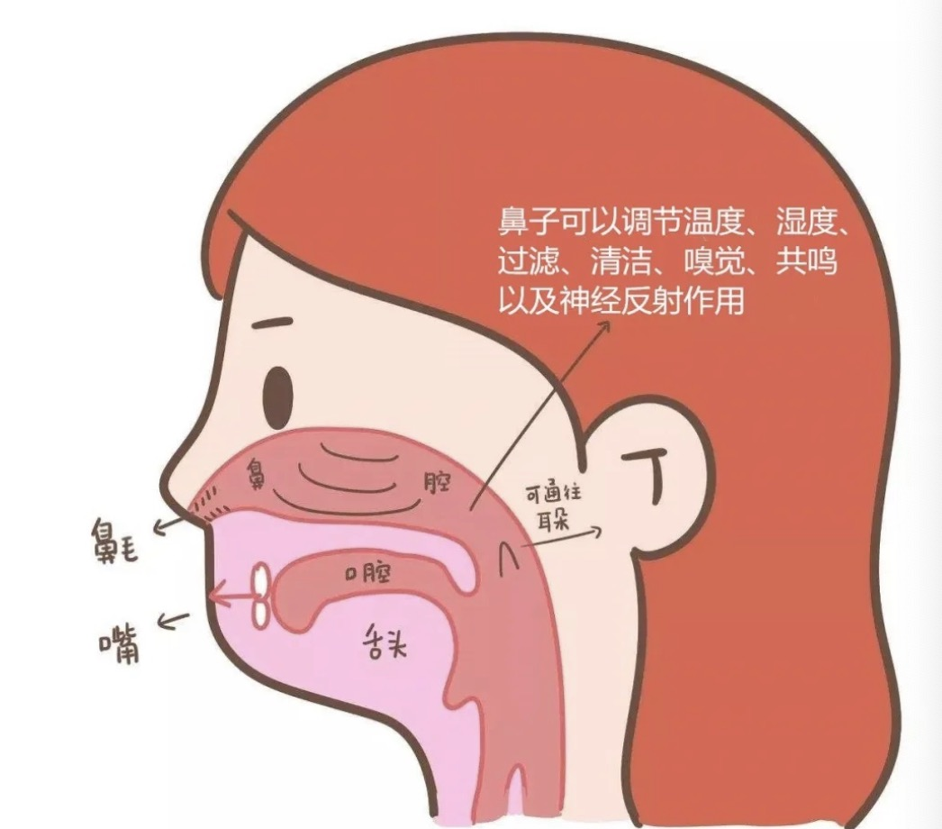 鼻炎反复发作，或与这2个因素有关，注意这2点或能减少发作|鼻炎|过敏原|肺气_新浪新闻